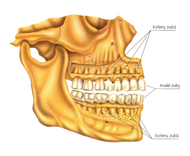 Trvalý chrup.png