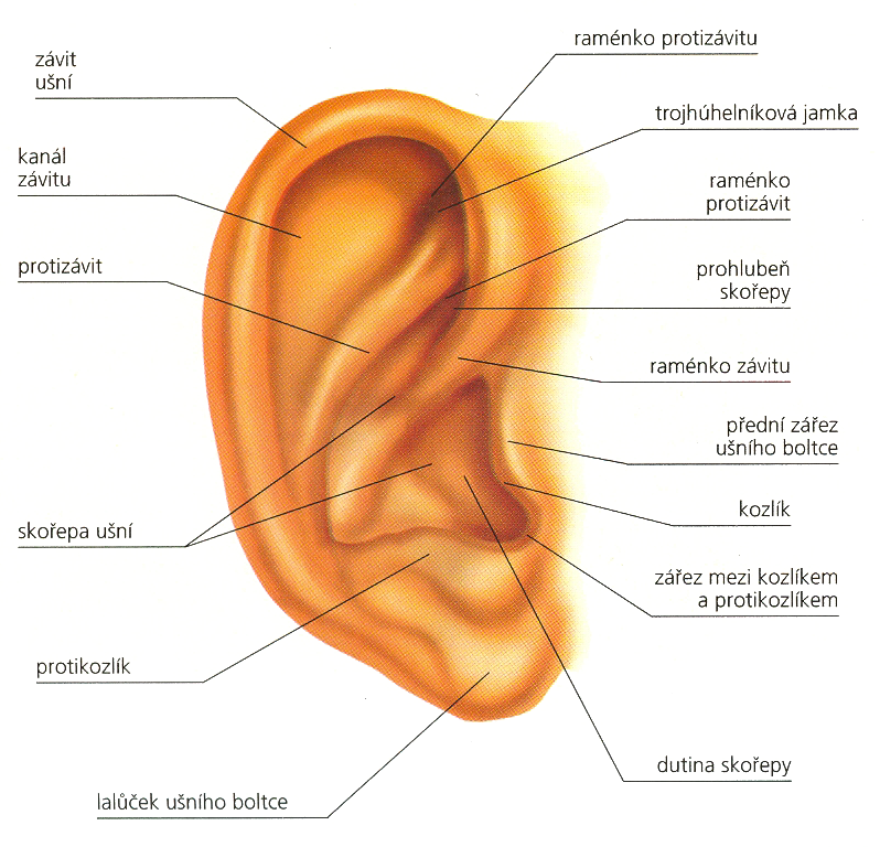 Vnější ucho.png