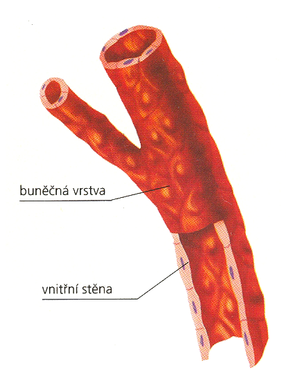 Vlásečnice řez.png