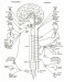 Vegetativní nervový systém.jpg