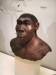 3. Homo erectus.jpg